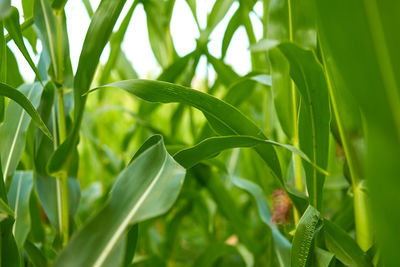 Close-up of fresh green plant