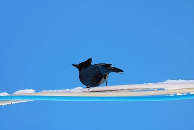 Bird perching on a wire against  blue sky