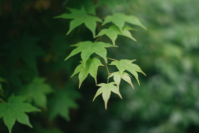 Close-up of leaves against blurred background
