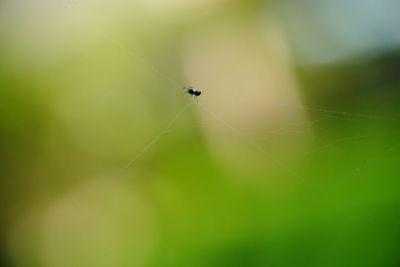 Close-up of insect