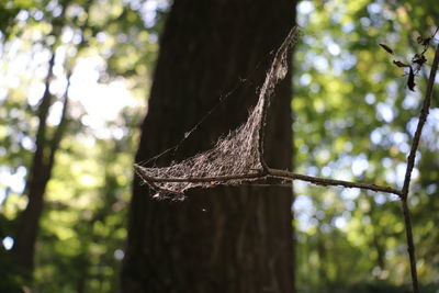 Close-up of spider web on tree trunk