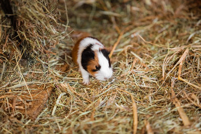 Close-up of rabbit on field