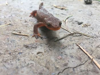 Close-up of lizard