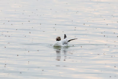 Ducks swimming in lake