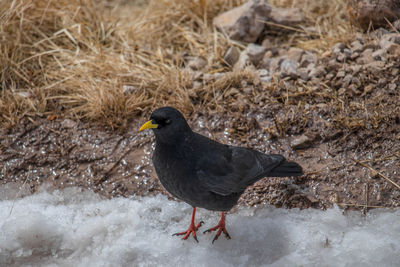 Close-up of bird perching on snow