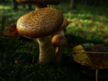 Close-up of fly agaric mushroom