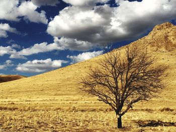 Bare trees on landscape