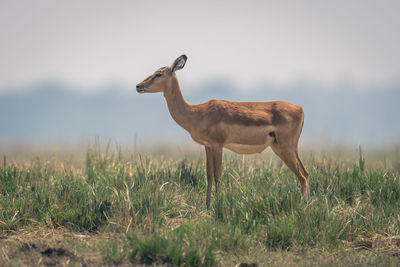 Deer standing on field