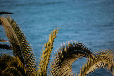 Close-up of palm tree by sea against sky