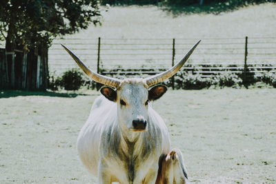 Portrait of horse on field