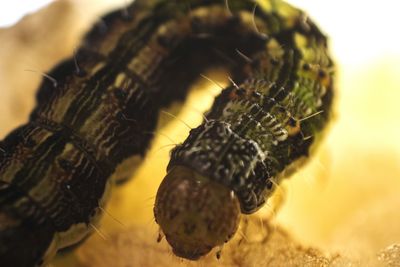 Close-up of caterpillar on surface