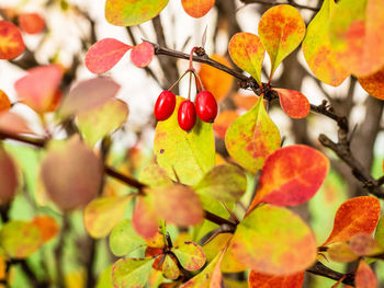 Close-up of berries growing on tree