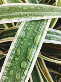 Close-up of raindrops on leaf