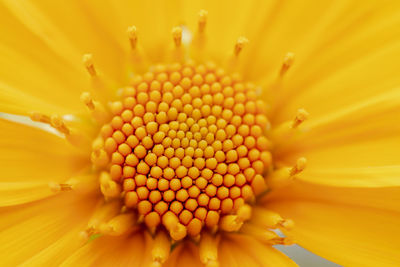 Close-up of yellow flower