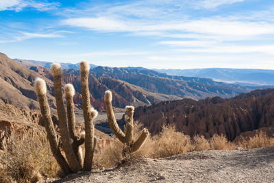 Cactus growing in desert against sky