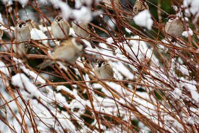 Close-up of bird perching on branch