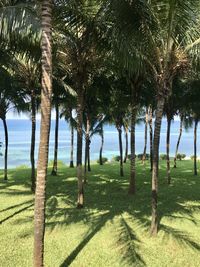 Scenic view of palm trees by sea