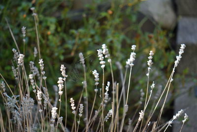 Close-up of white flowering plants on field