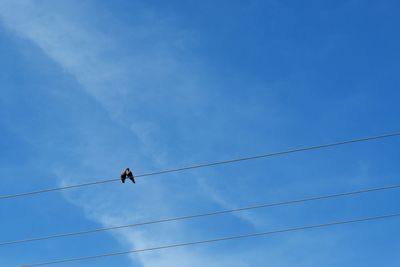 Low angle view of birds perching on cable