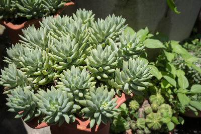 Close-up of succulent plant