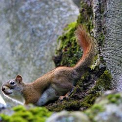 Close-up of squirrel