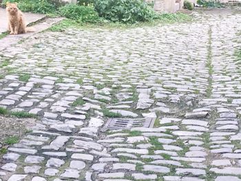 Close-up of sheep on grass