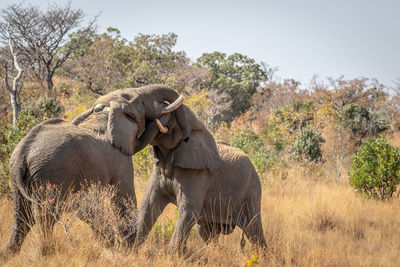 Elephant in a field