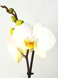 Close-up of white flowering plant