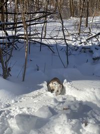 Portrait of snow on field during winter