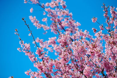 Low angle view of cherry blossom against blue sky