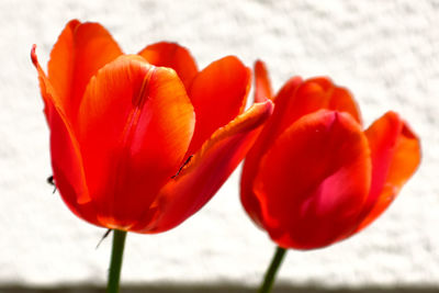 Close-up of red tulips