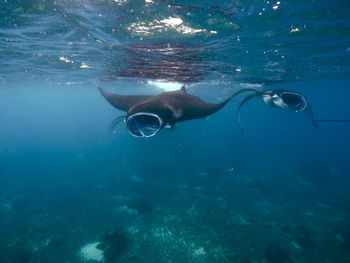 View of fish swimming in sea