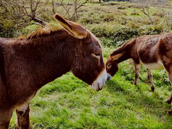 Subtlety of two little brown donkeys on a green field 