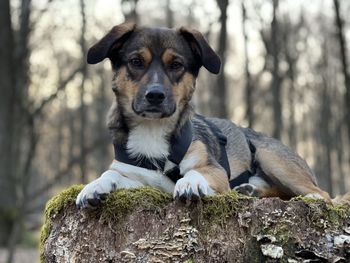 Portrait of dog sitting