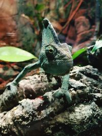 Close-up of lizard on rock