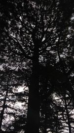 Low angle view of trees in forest