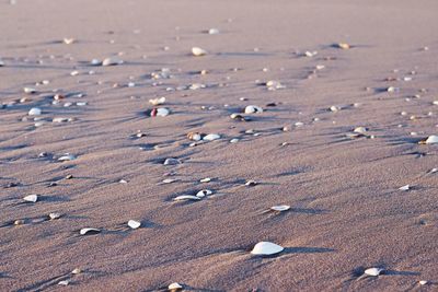 Full frame shot of pebbles on beach