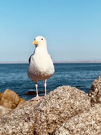 Seagull perching on rock by sea against clear sky