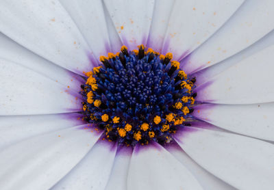 Close-up of gerbera daisy