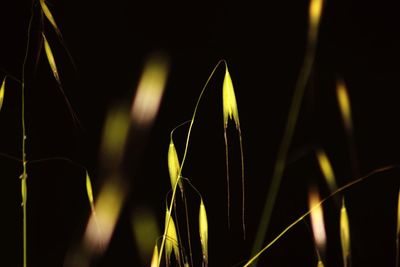 Close-up of grass growing at night