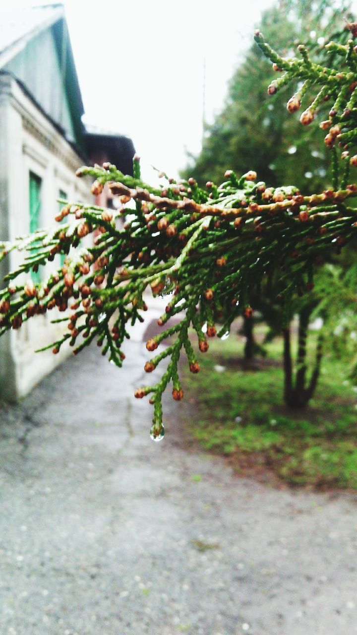 growth, flower, freshness, plant, building exterior, built structure, leaf, architecture, fragility, nature, focus on foreground, selective focus, house, beauty in nature, close-up, day, outdoors, no people, growing, blooming