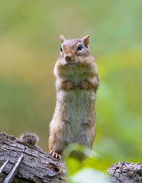 Portrait of squirrel on wood