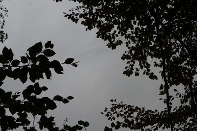 Low angle view of silhouette tree against sky