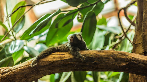 Low angle view of monkey on tree