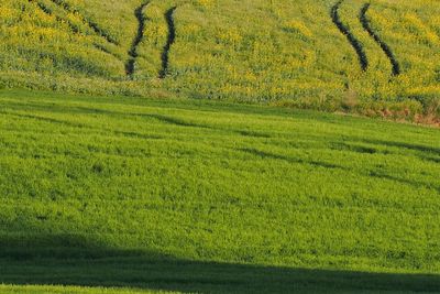 Scenic view of grassy field