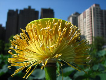 Close-up of yellow flowering plant