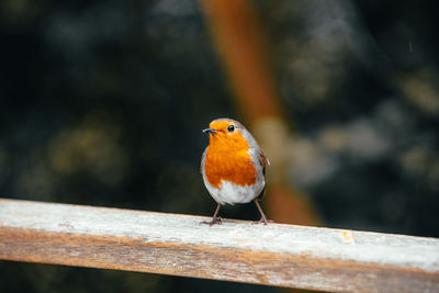 Close-up of bird perching on railing