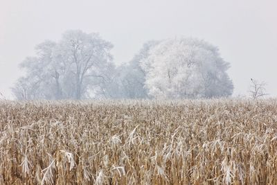 Scenic view of field against clear sky