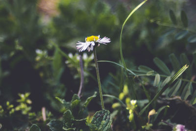 Close-up of flowering plant on field