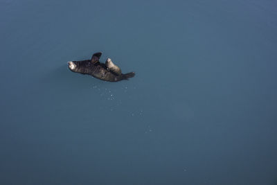 Duck swimming in water